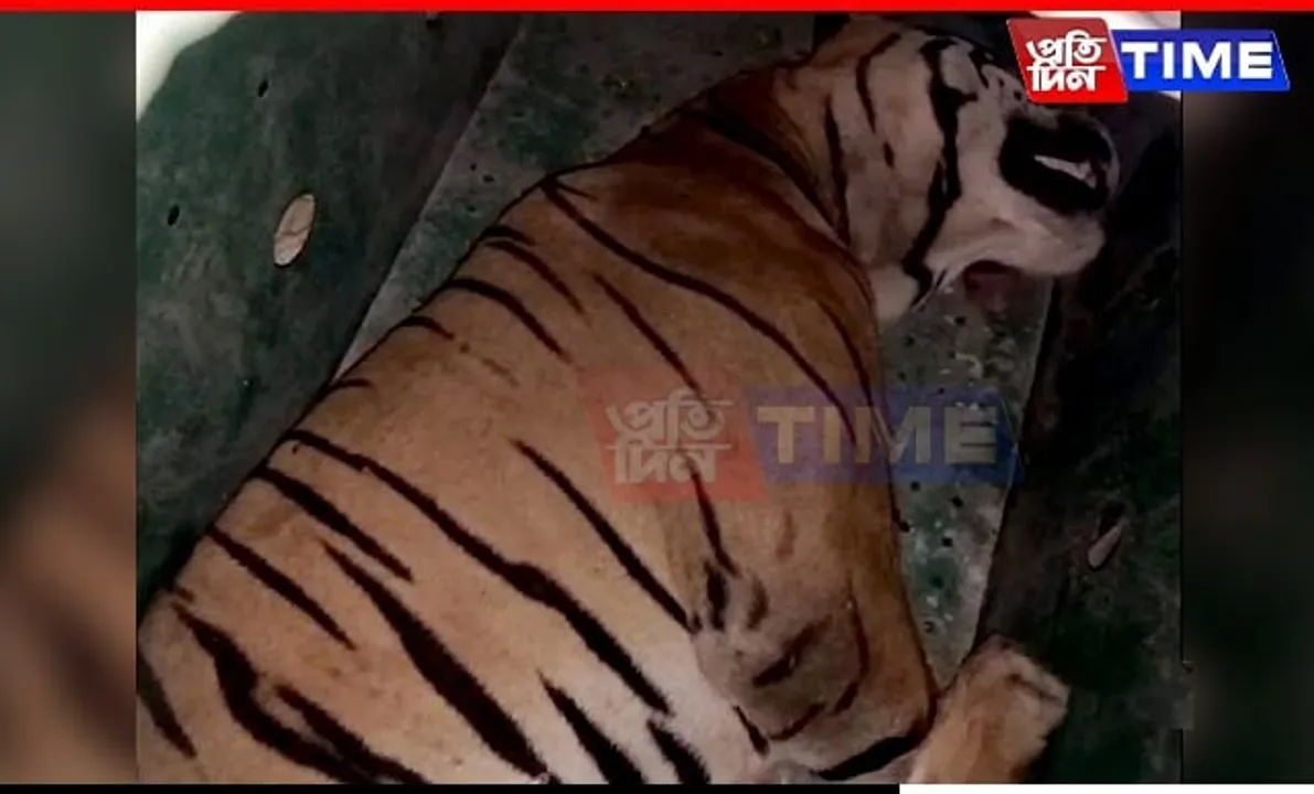 Tiger Dies En Route to Assam Zoo, Activists Blame Mishandling by Forest Officials